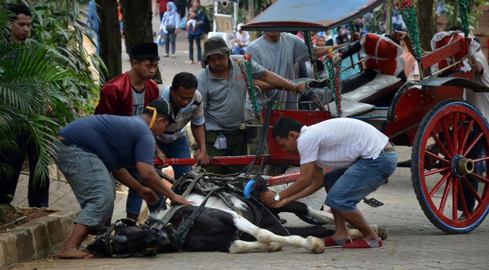 the horse falls because so tired