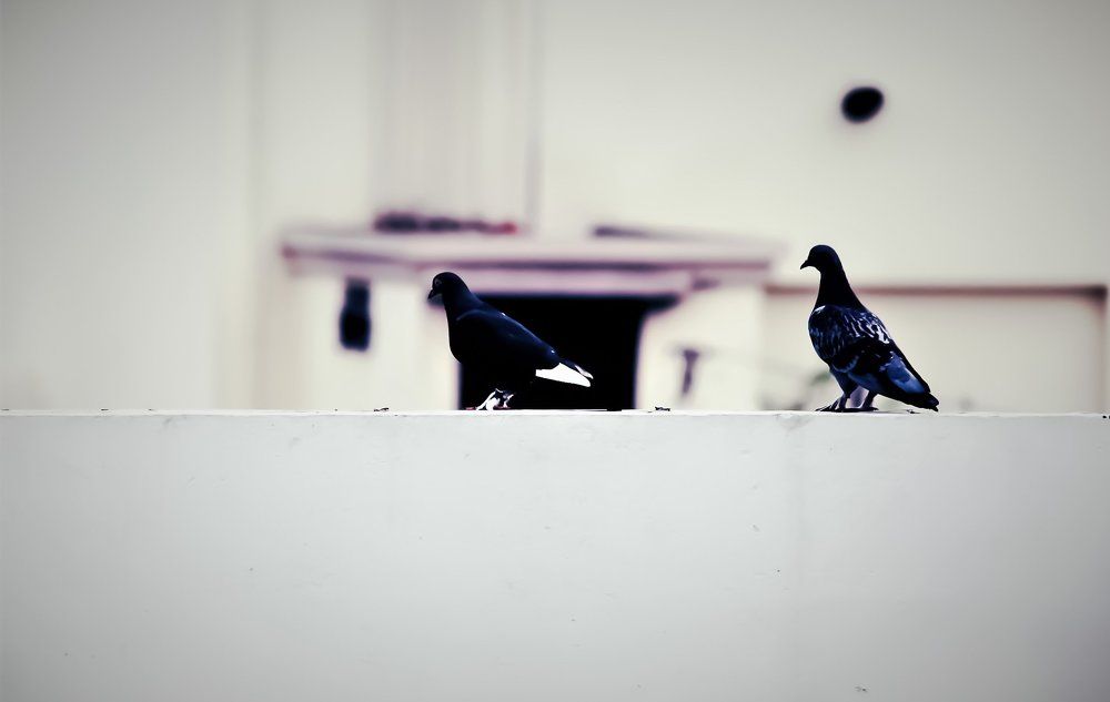 My Pets