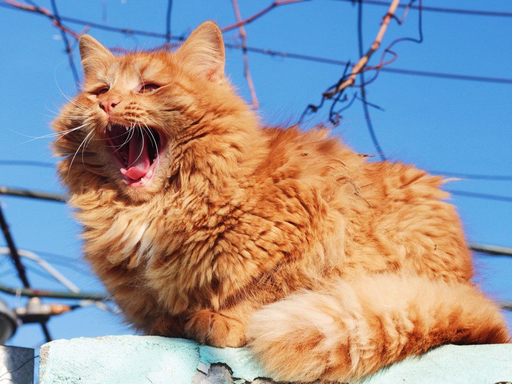 Весна пришла