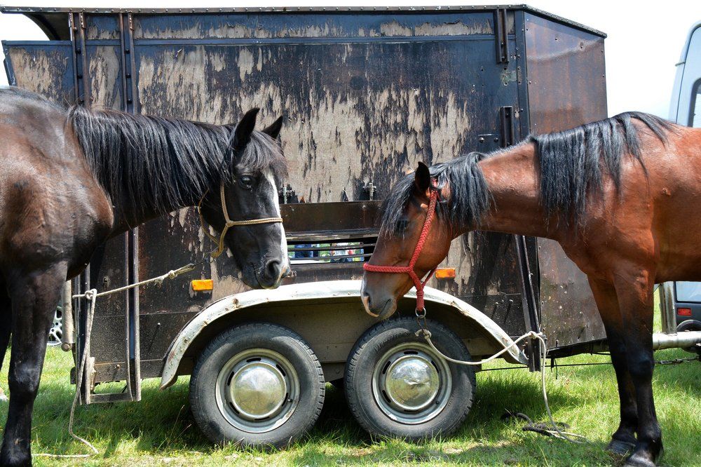 Two horses and two wheels