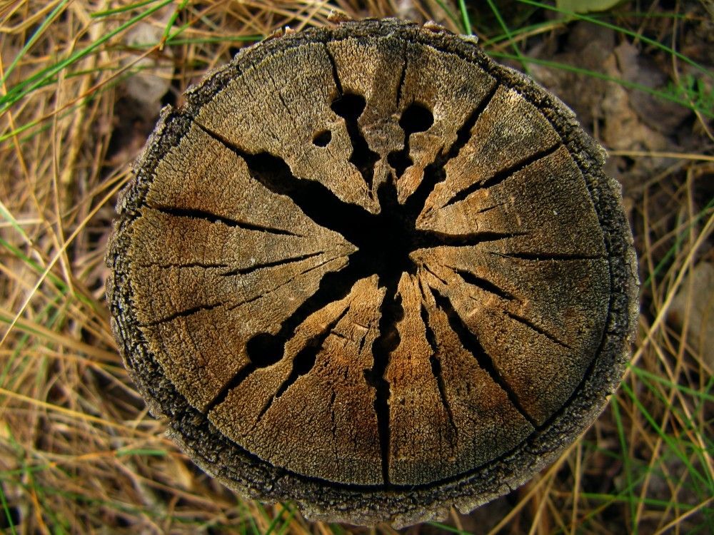 Photograph by Андрей