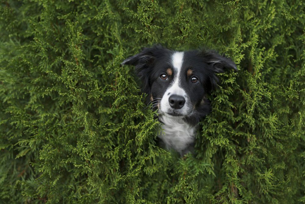 Photograph by Karina Saarestik