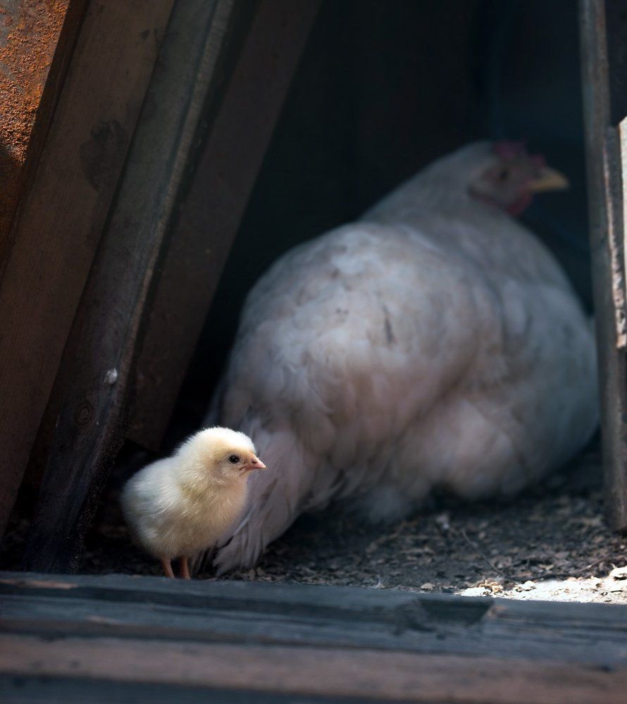 Птенец. Выход в свет