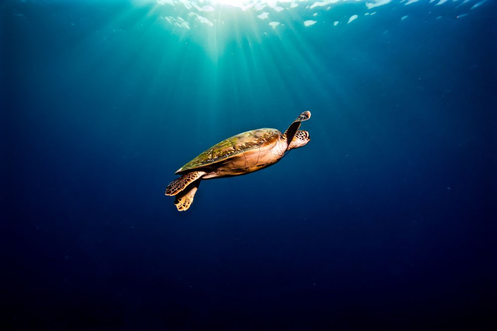 Turtle in sunbeams