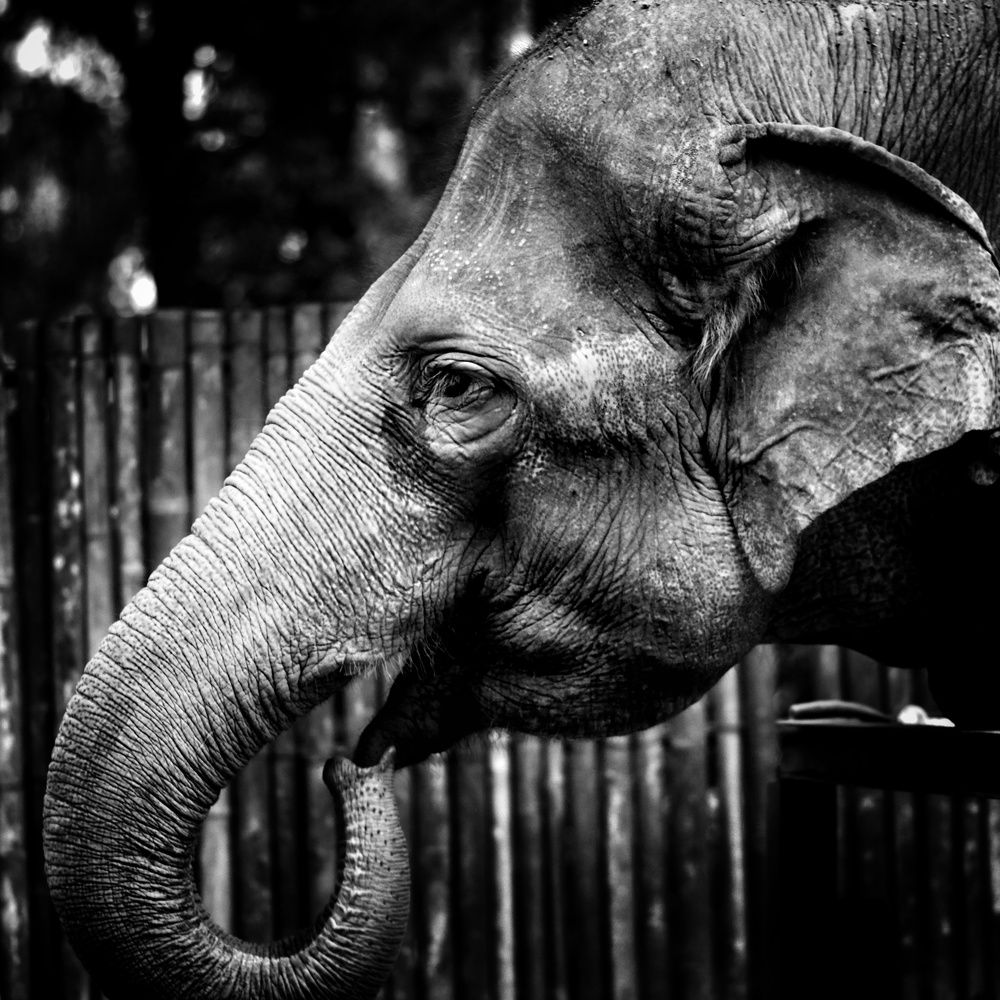 Borneo Pygmy Elephant