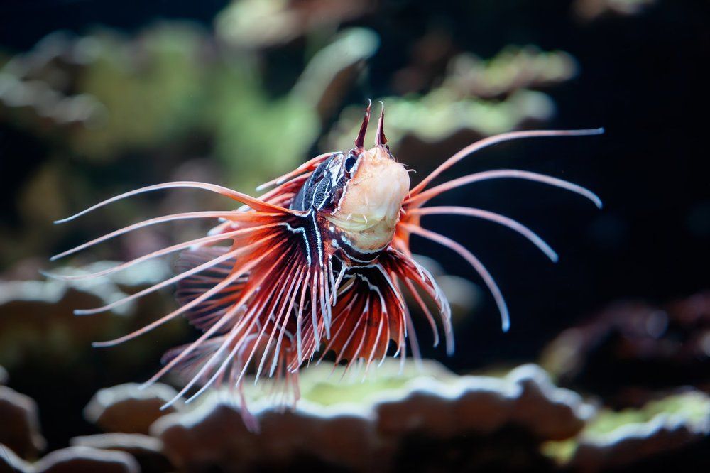 Lionfish