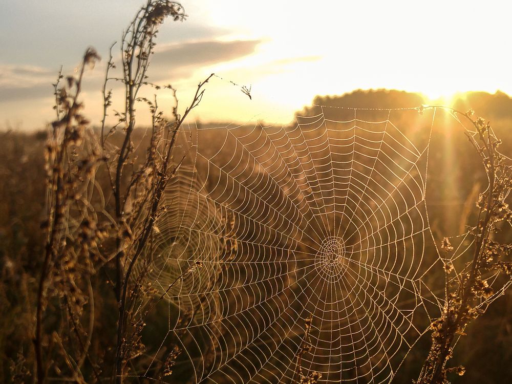 Жемчужные сети рассветных полей