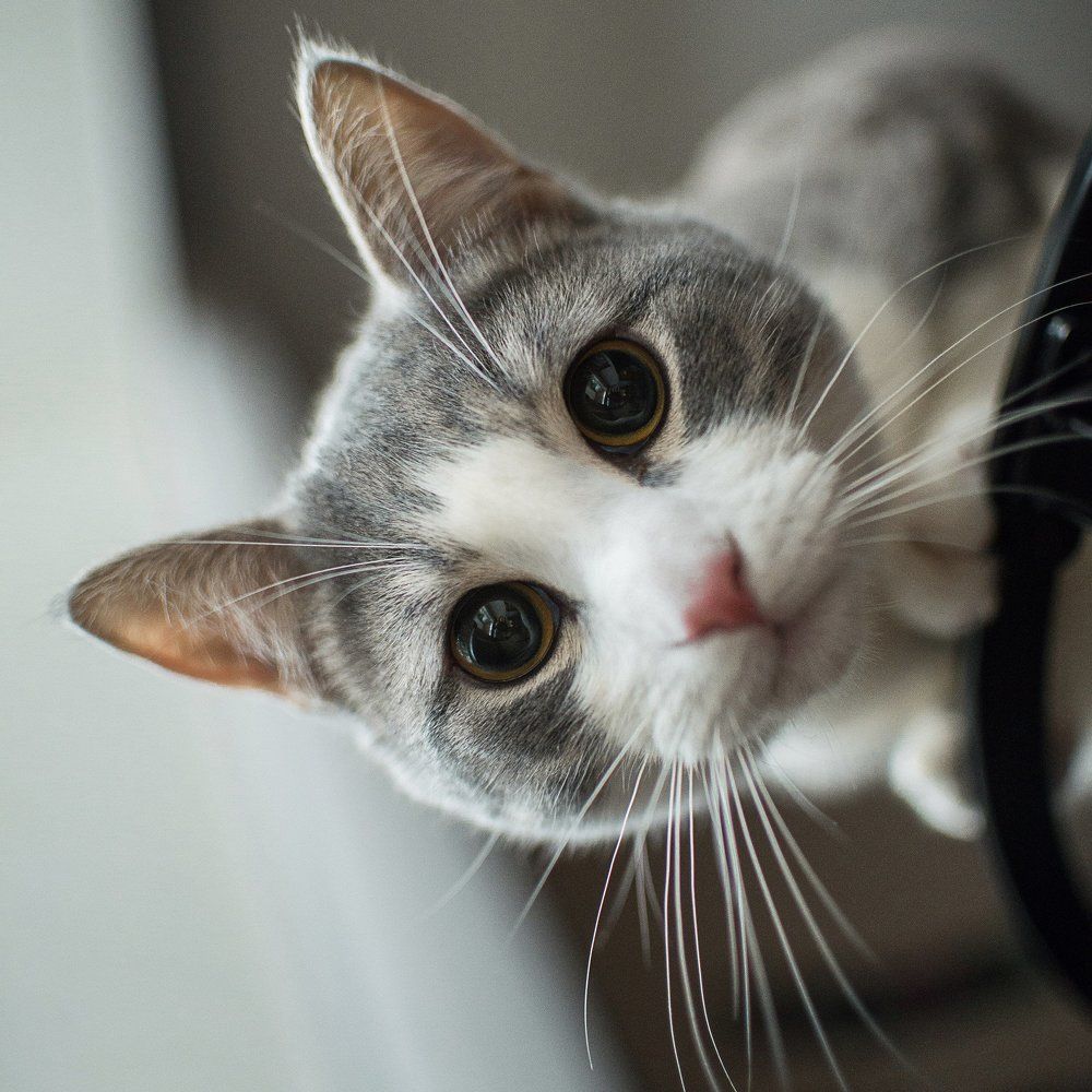 Рыбка есть?