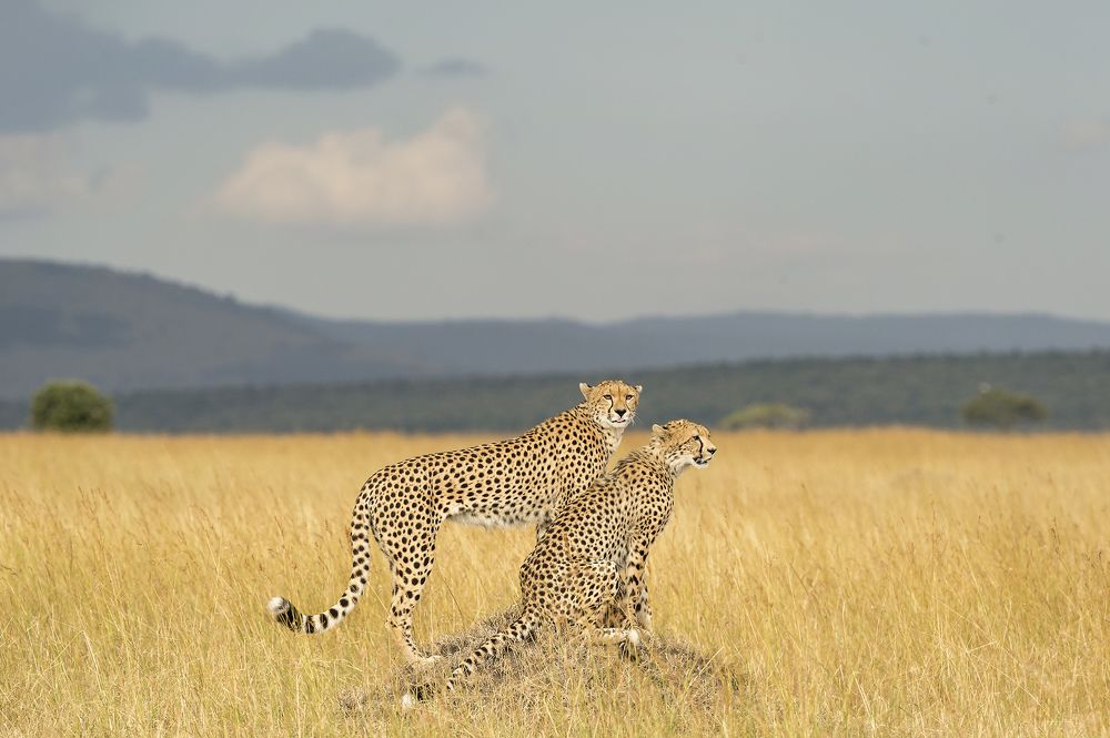 Cheetahs preparing for a hunt