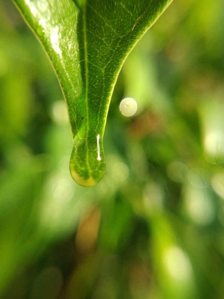Raindrops give us A brand New Day