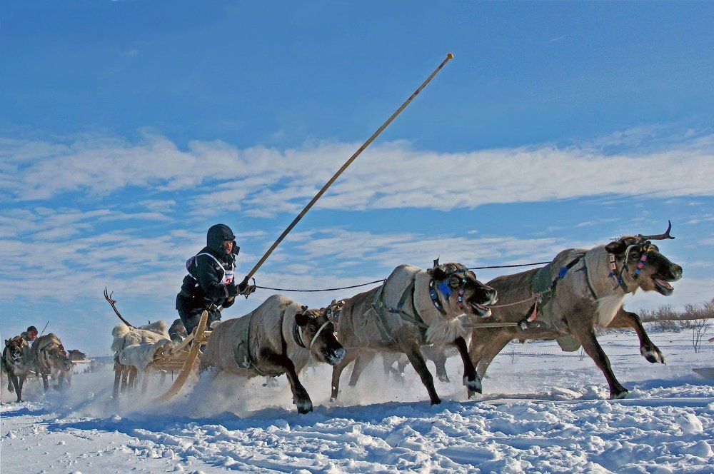 Мы поедем, мы помчимся на оленях утром ранним...