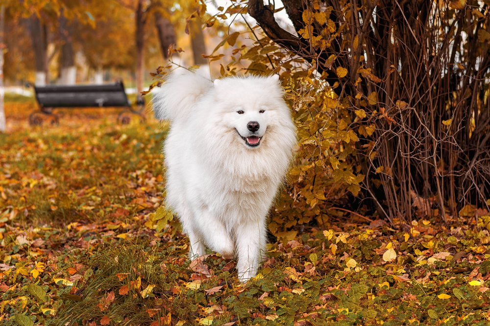 Самоед на прогулке