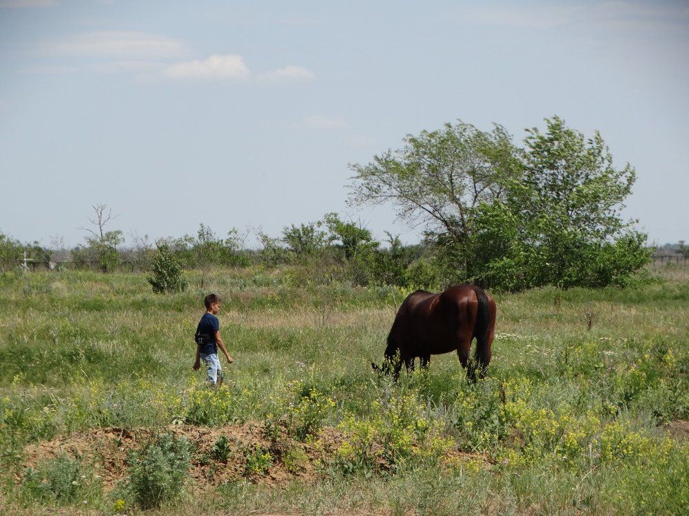 Мальчик и лошадь