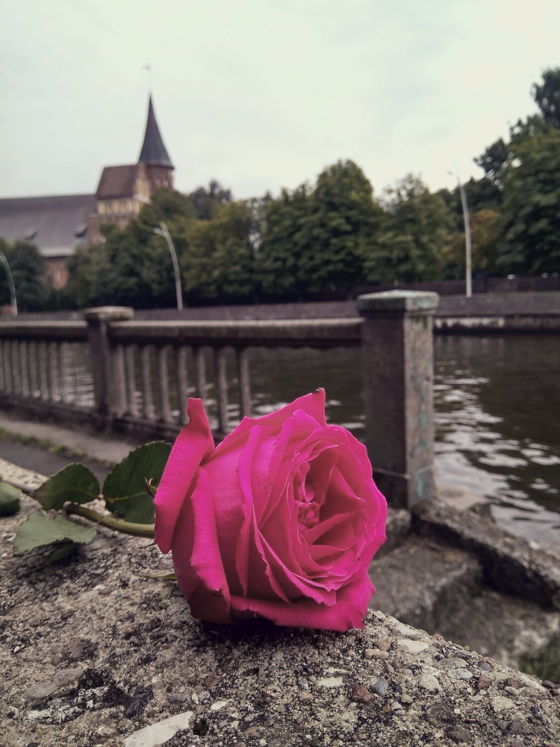 Каменная роза