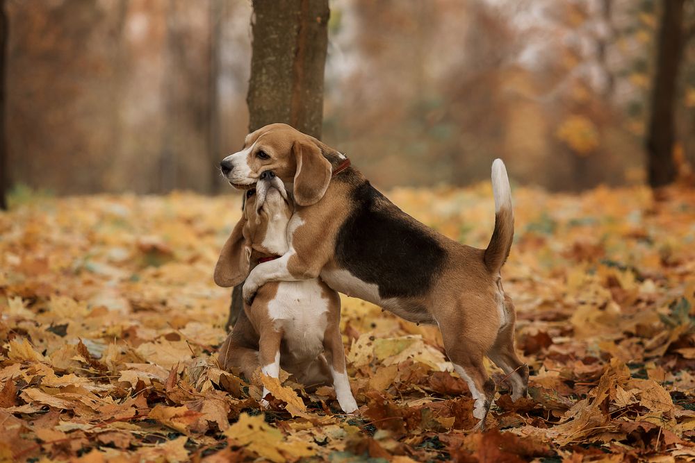 с любовью к осени