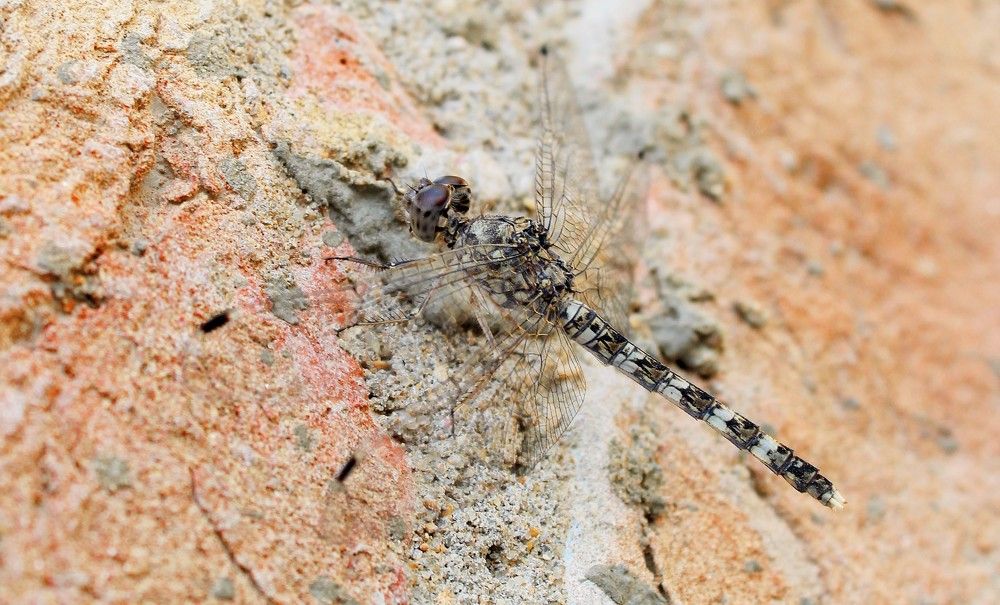 Photograph by Sarmad Sindhi