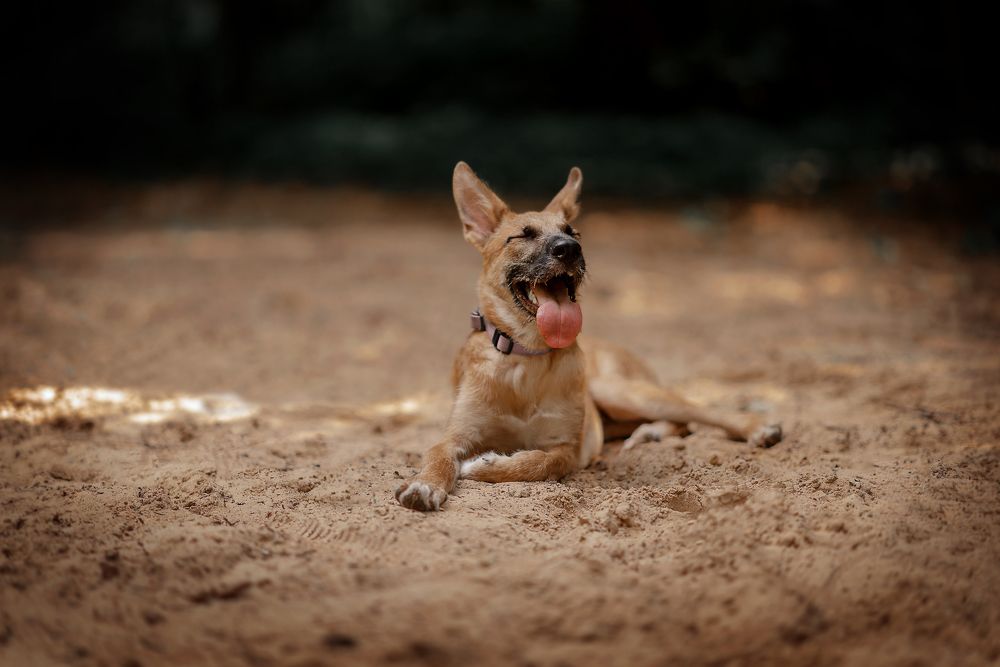Песочный пес