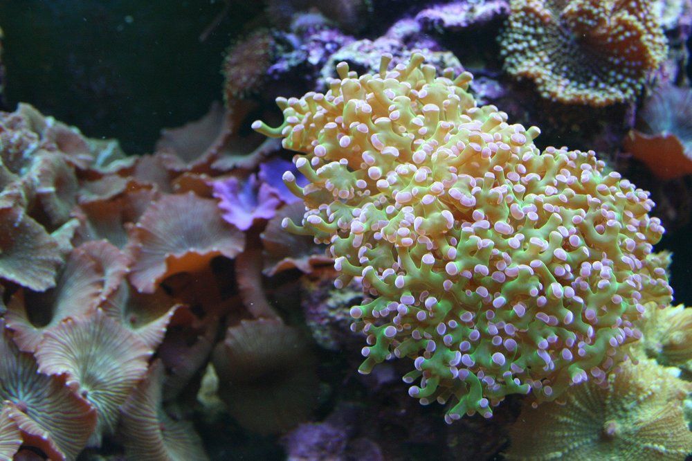 Подводные "сады"