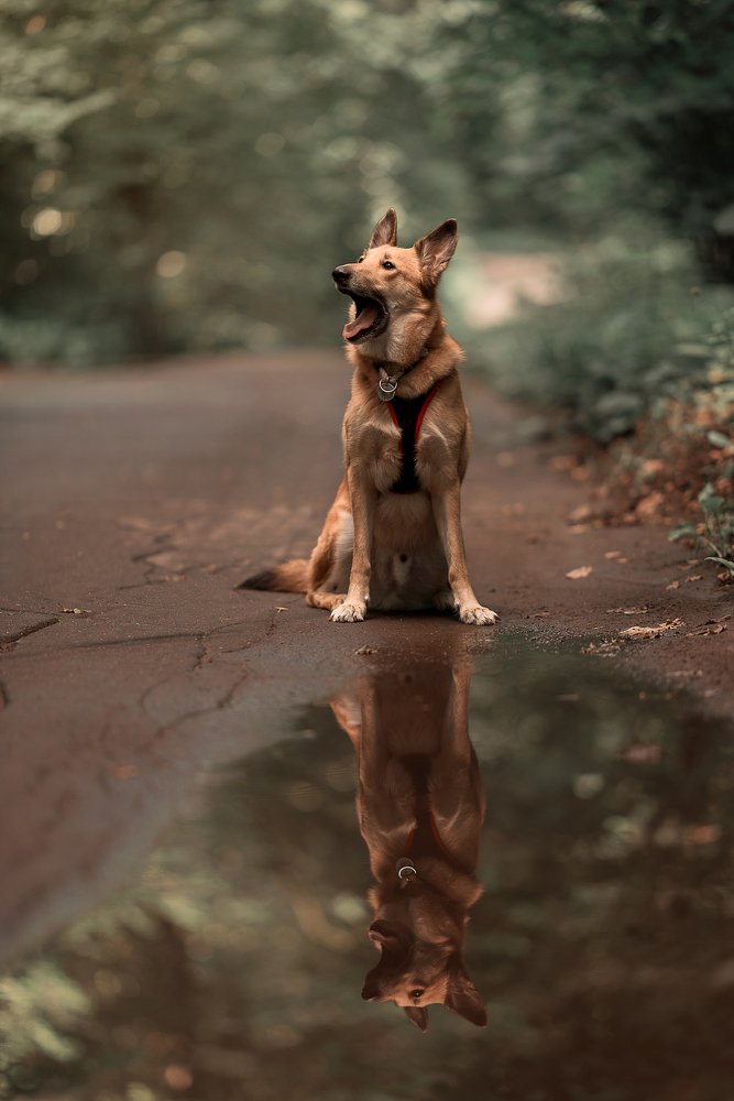 Савва и его отражение