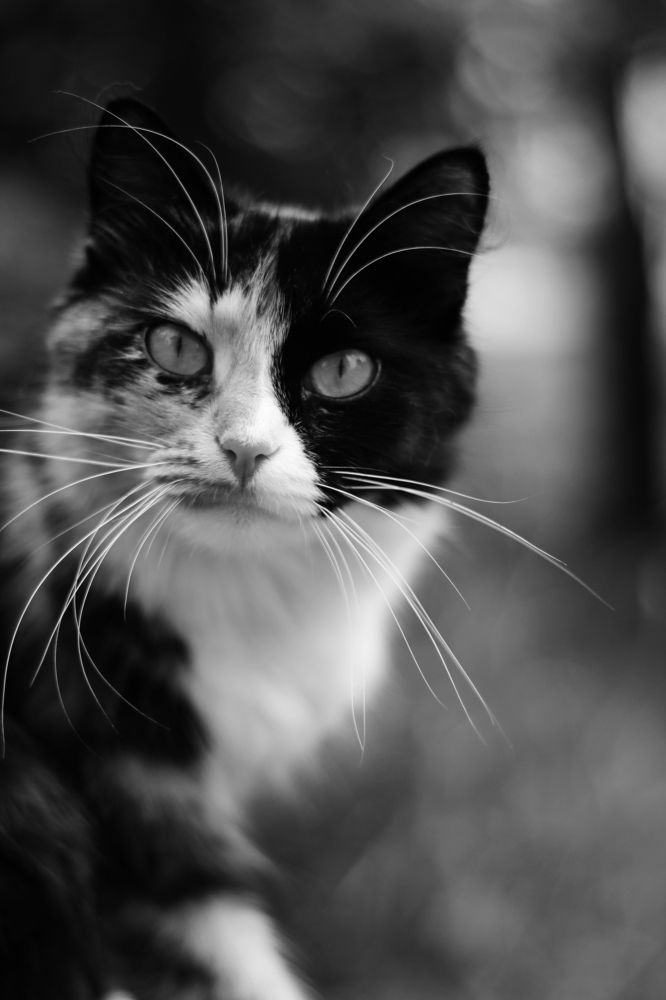 Photograph by Алина Сушко