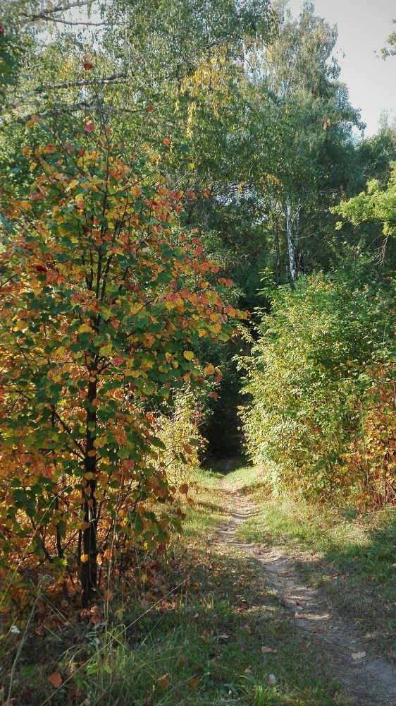 Forest