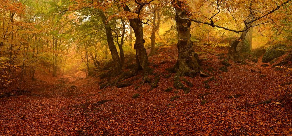 Золотая осень