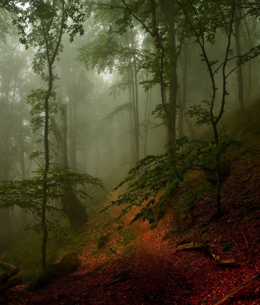 Фотография автора Владимир Метцгер