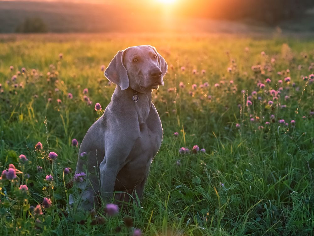 Романтичный Персик