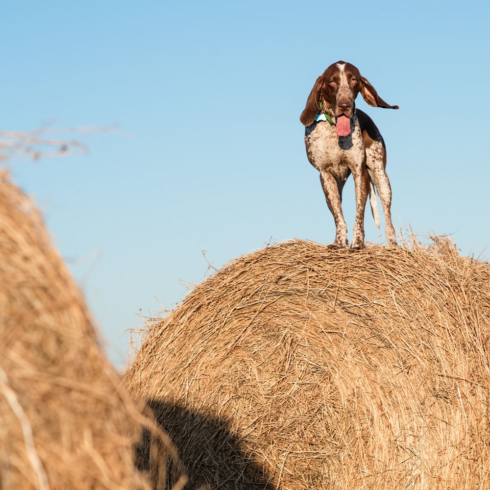 Покоряя стога
