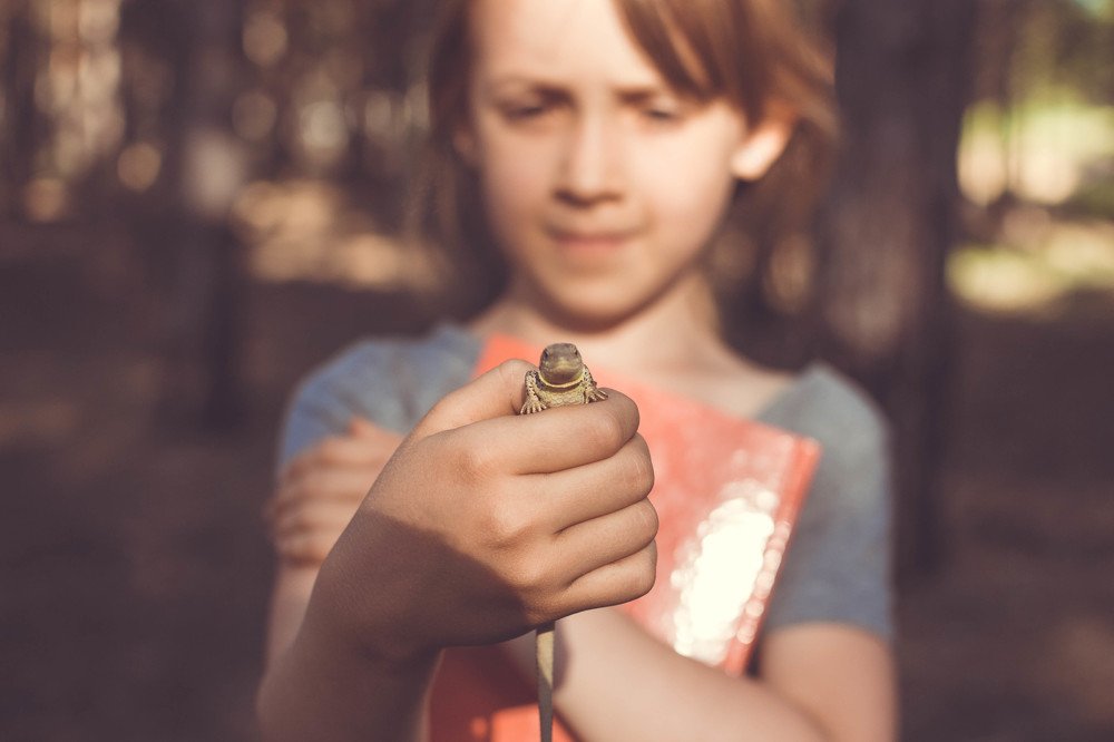 В сосновом бору