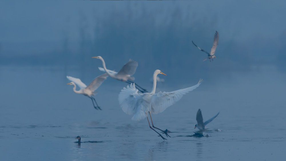 White Egret landing