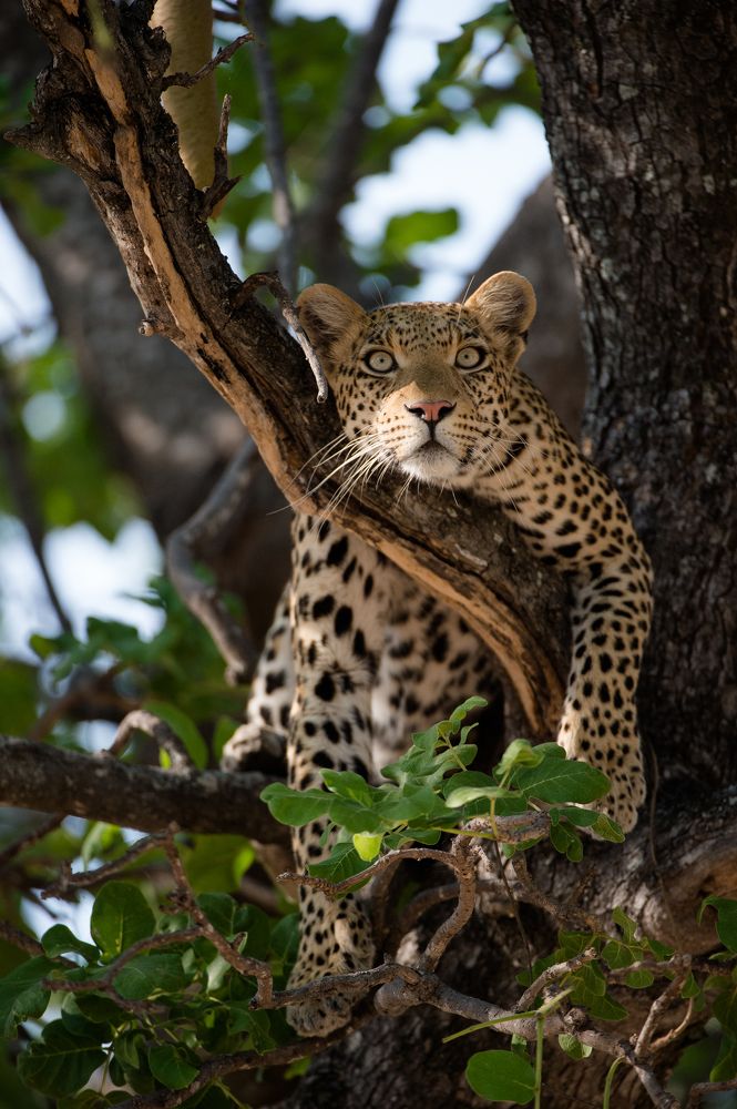 Leopard watching the world