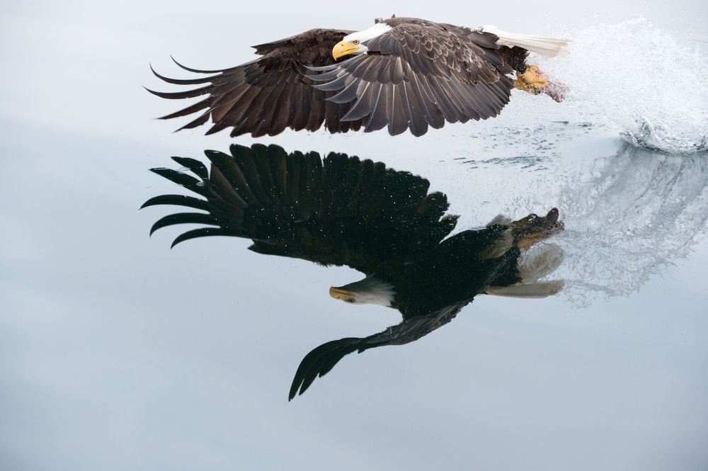 reflecting eagles