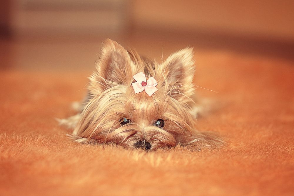 Photograph by Алеся Романова