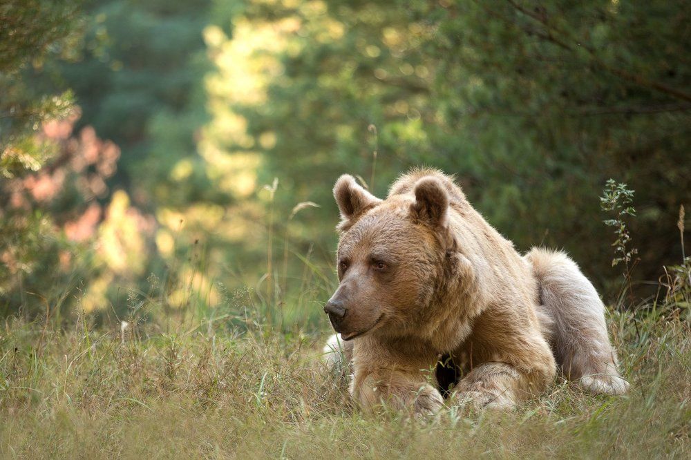 Утро в лесу
