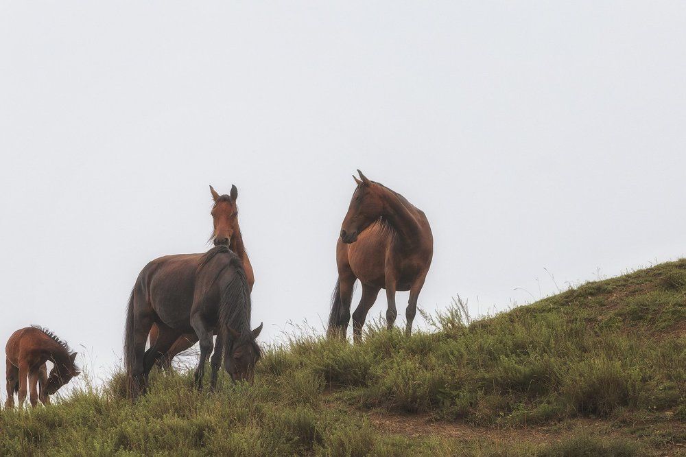 "Туман как море поле заливает, и кони бродят словно корабли..."