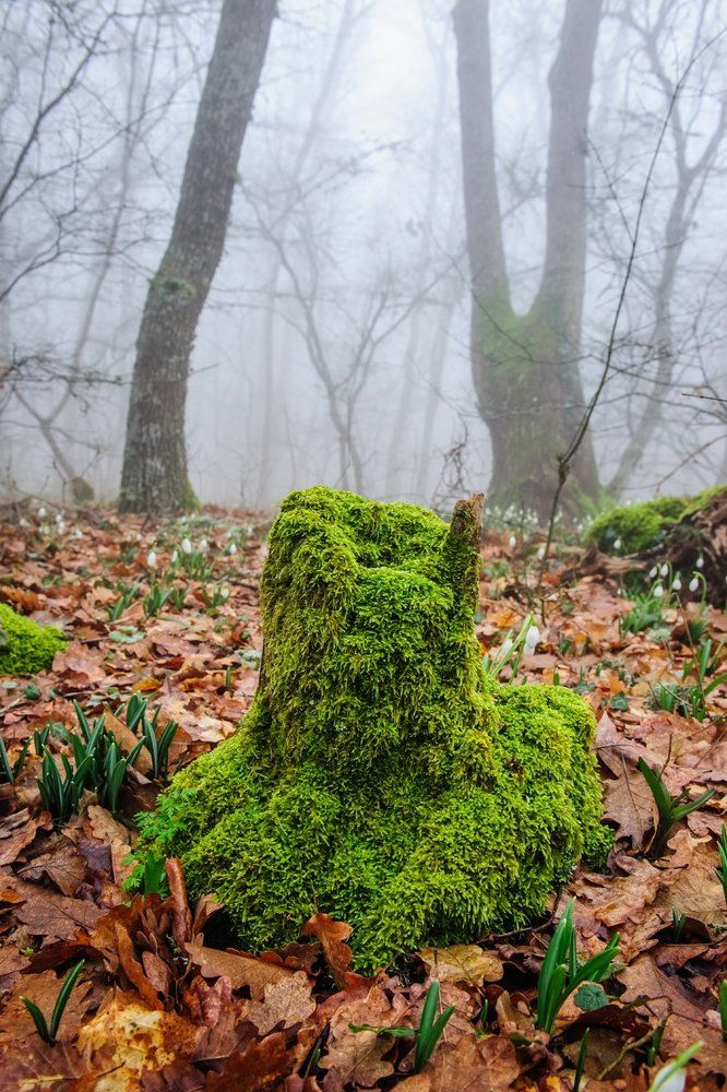 Вторая жизнь