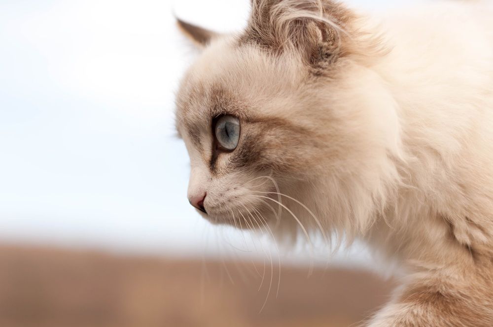 Photograph by Алексей Коновалов