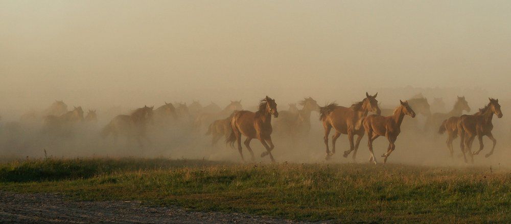 сквозь пыль.