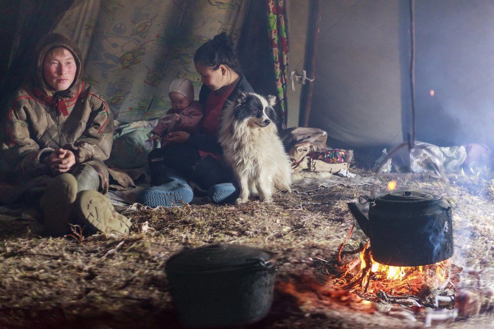 Домашний «чумовой» пес