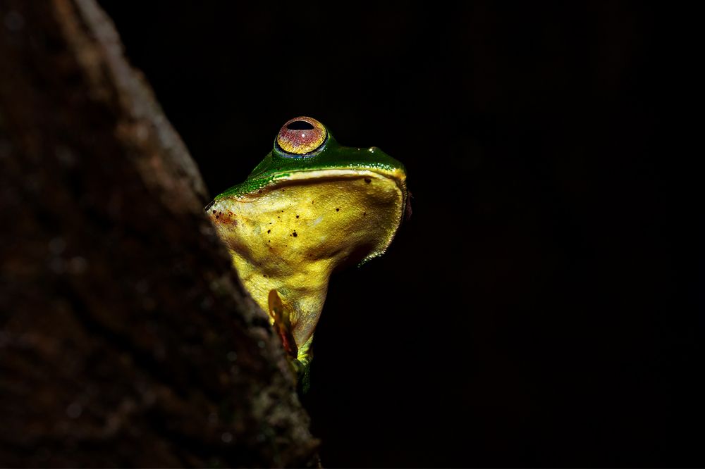 Will it rain or will it not?