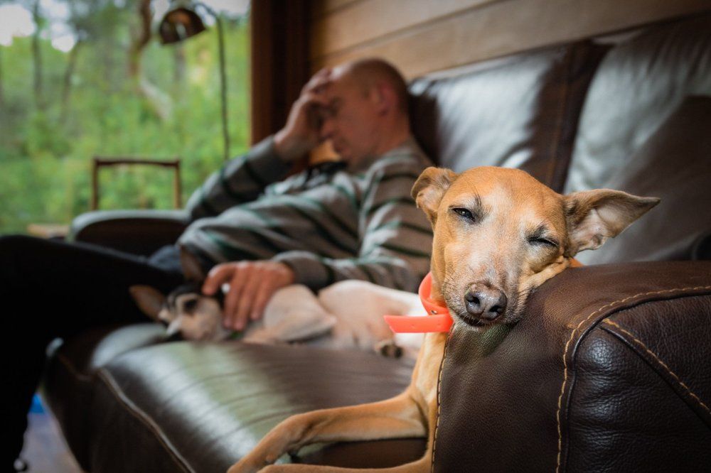 Послеобеденный сон.