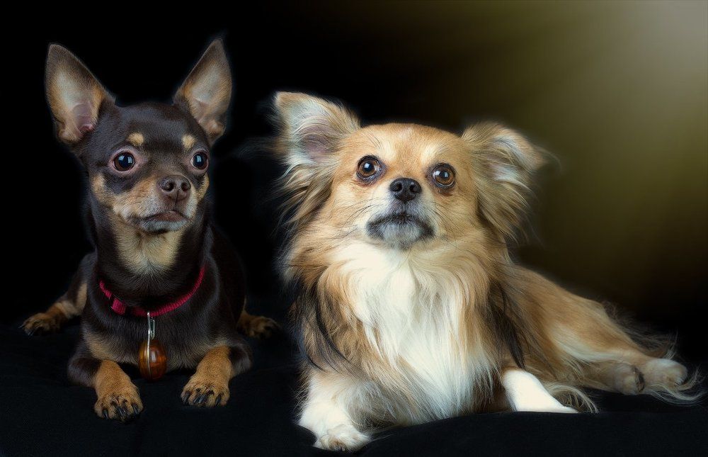 Майк и Боня