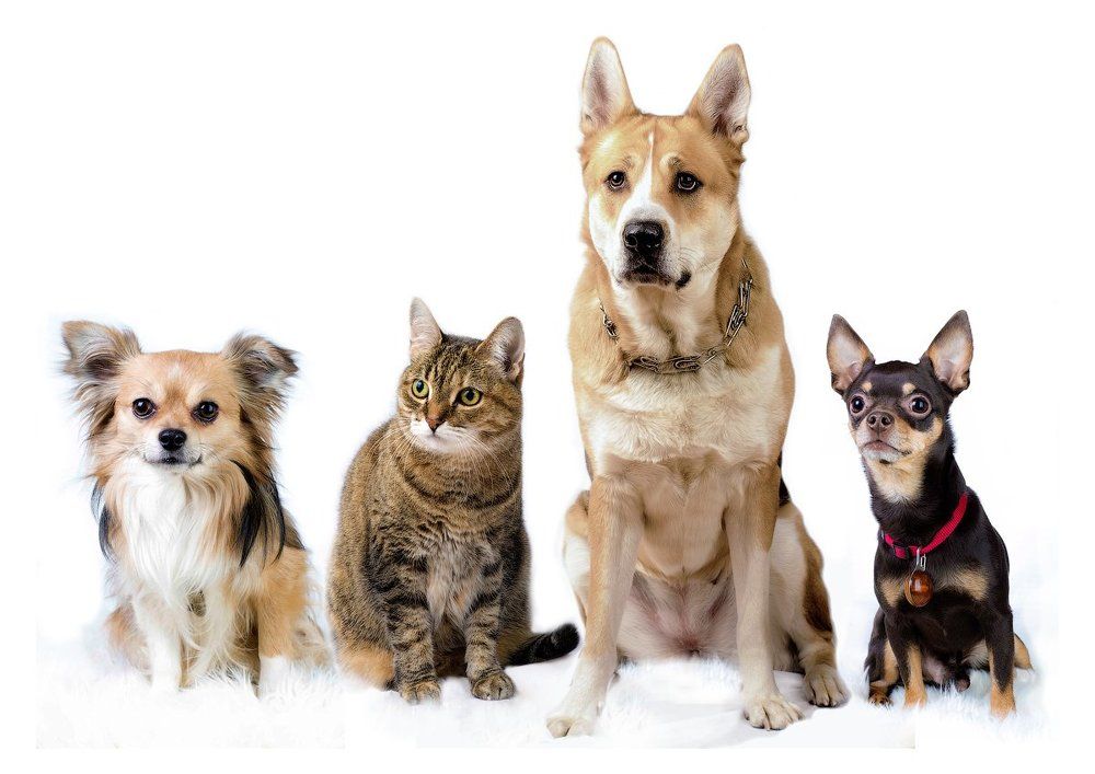 Мои питомцы