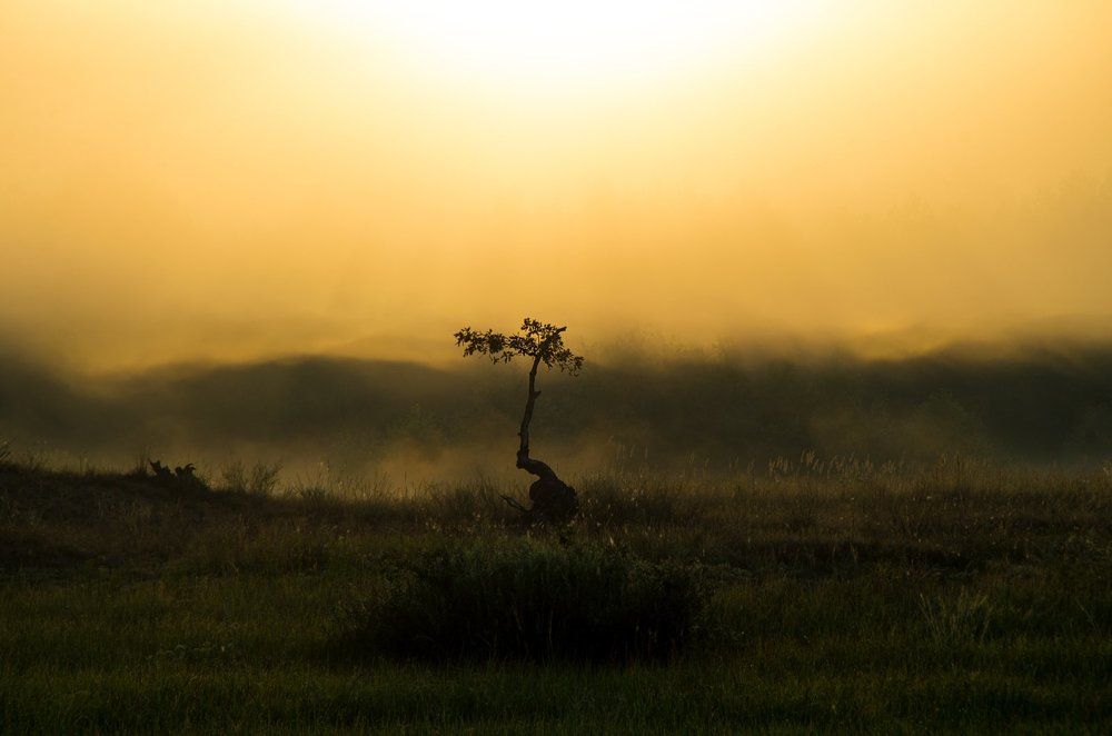 Туманный рассвет