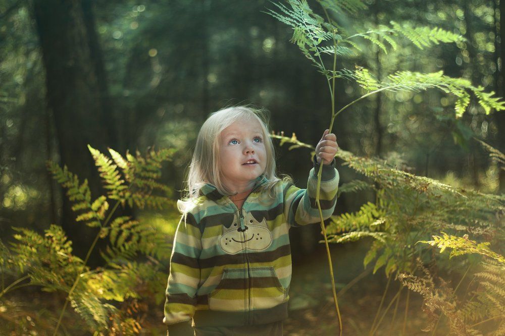 Волшебный лес