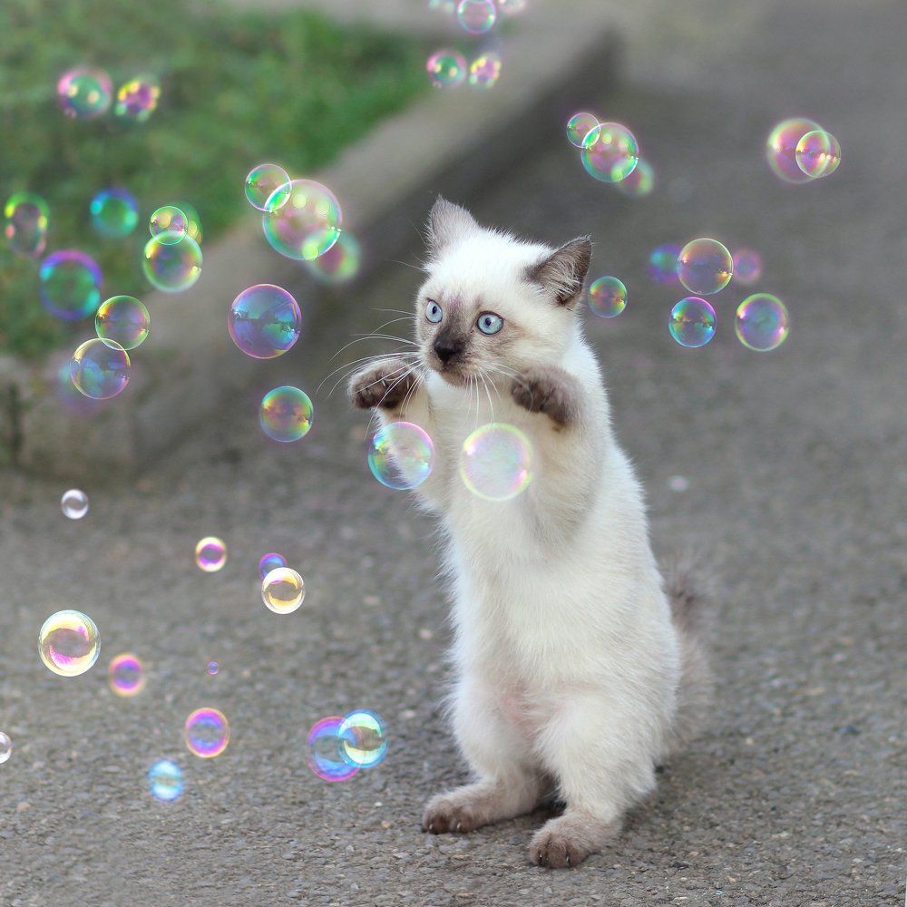 Котенок и мыльные пузыри.