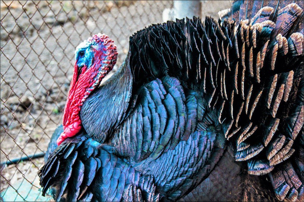 Важный индюк