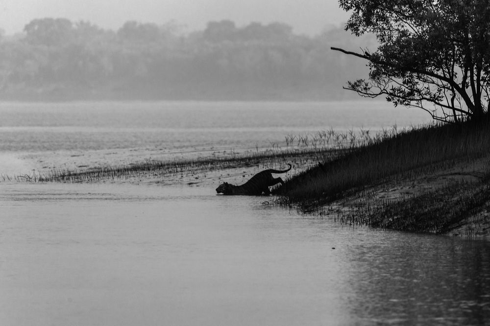 Phantom of the mangroves