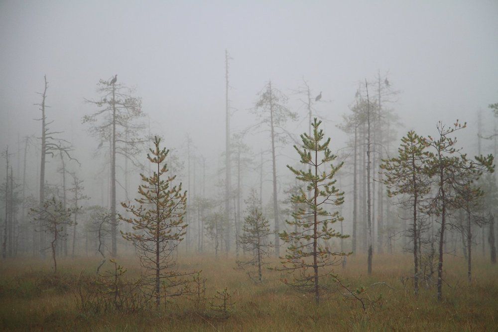 Глухари в тумане.